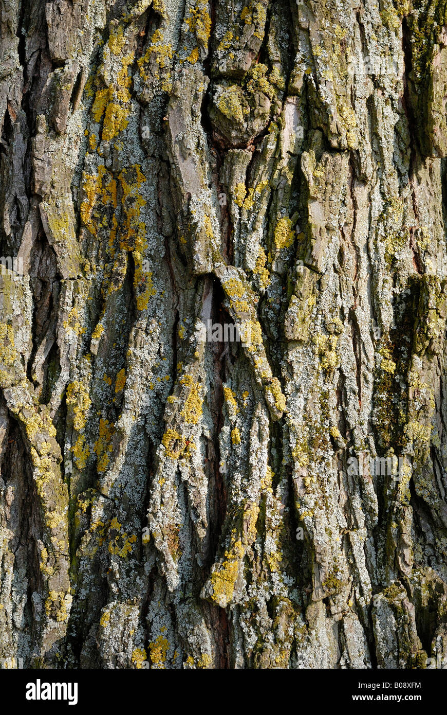 European White Elm or Russian Elm bark (Ulmus laevis) Stock Photo