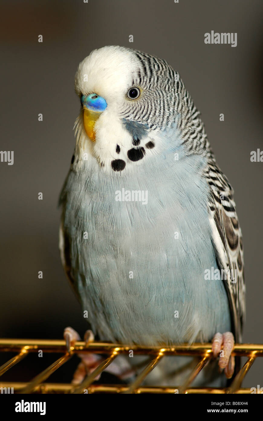 Budgie hi-res stock photography and images - Alamy