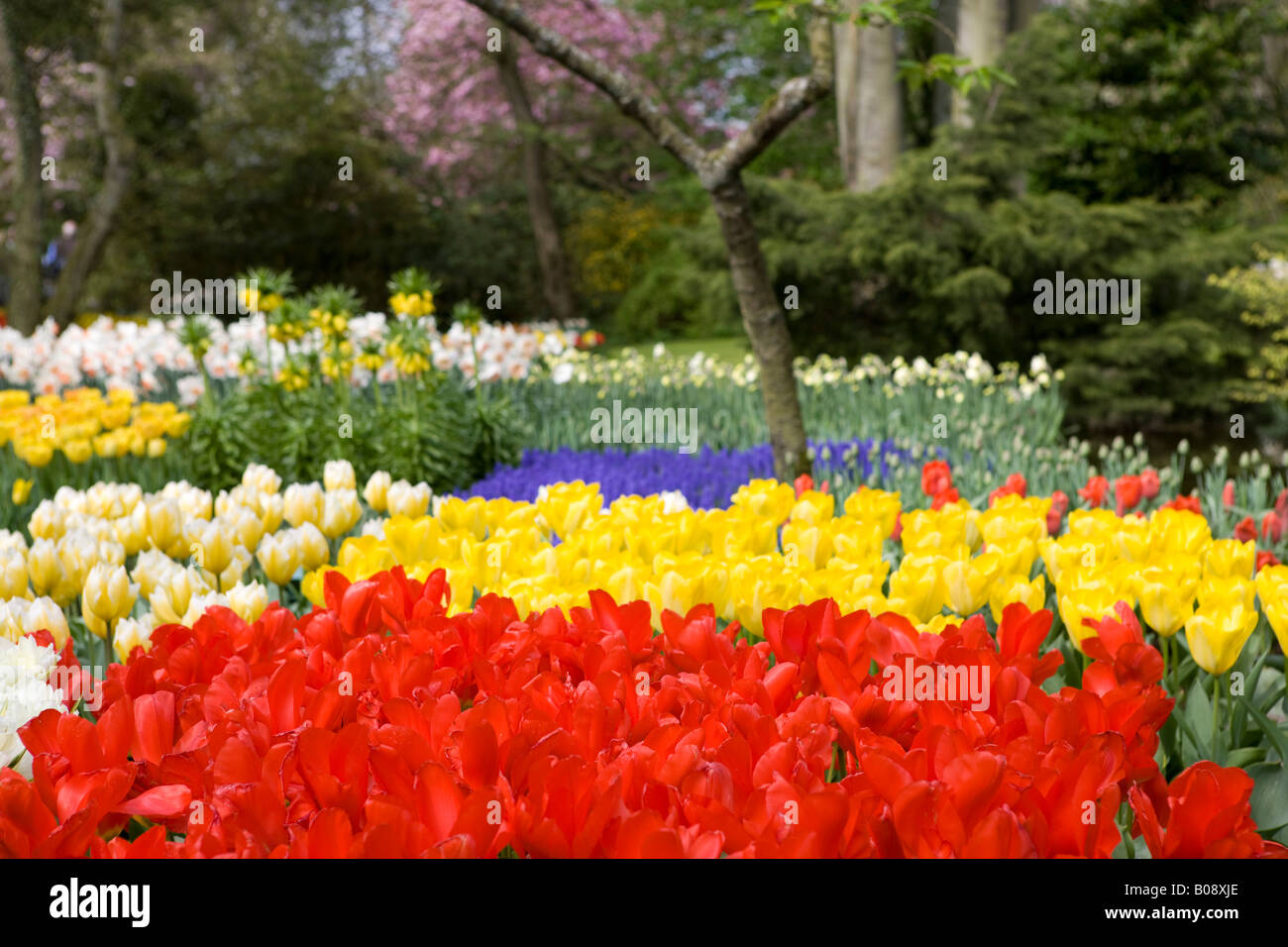 Tulips keukenhof gardens holland Stock Photo - Alamy