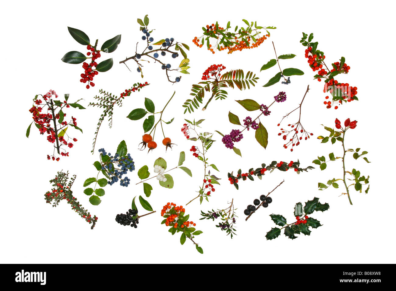 Various kinds of bush and tree berries Stock Photo