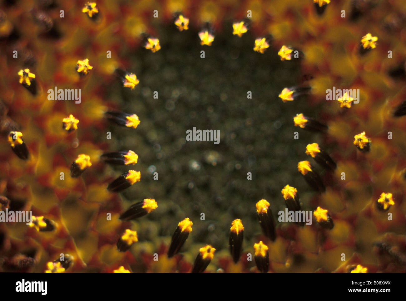 Yellow pistils of a Sunflower (Helianthus annuus) Stock Photo