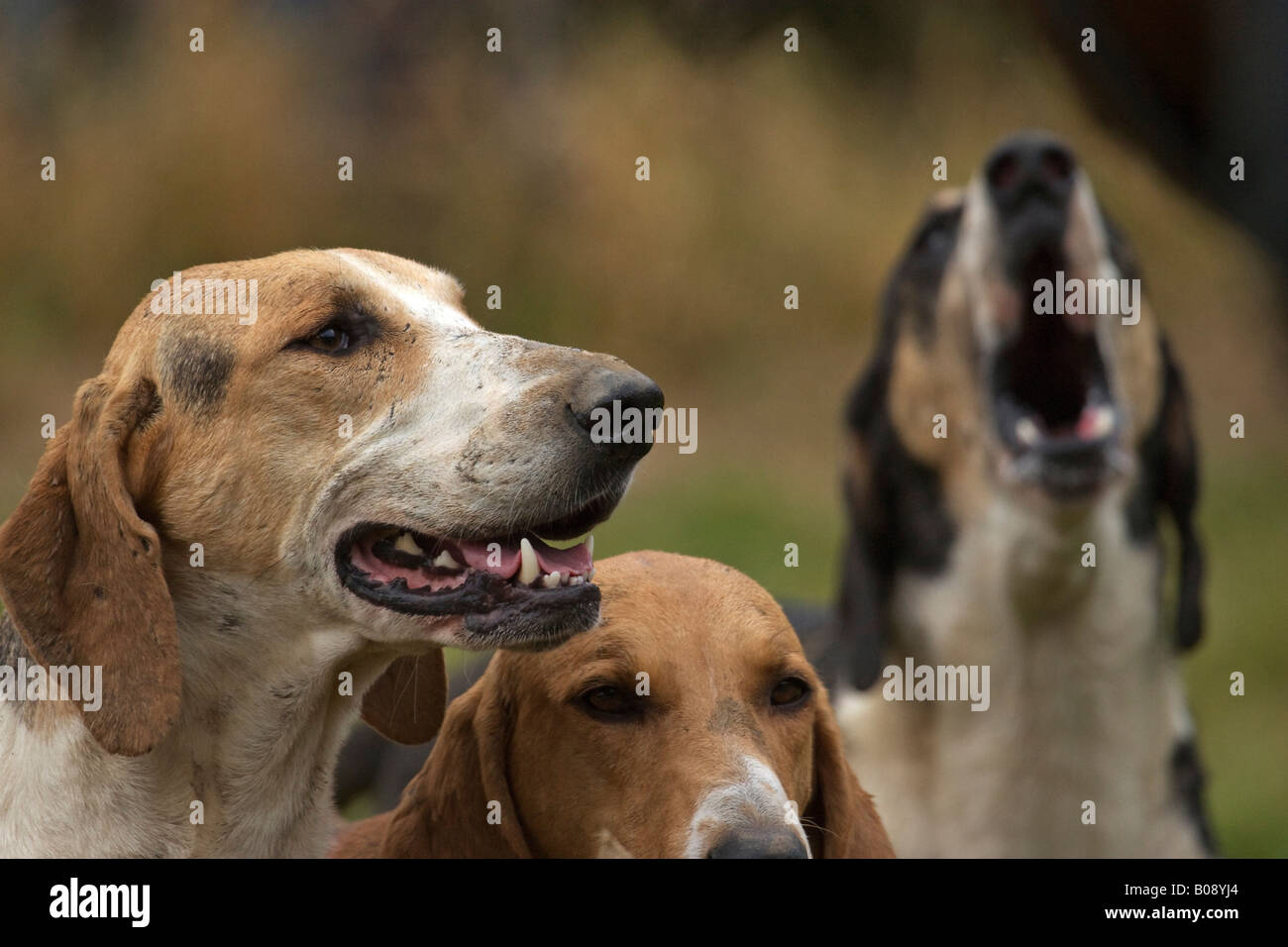 Anglo Francais tricolores, Grand Anglo-Francais Tricolore breed hound dogs Stock Photo