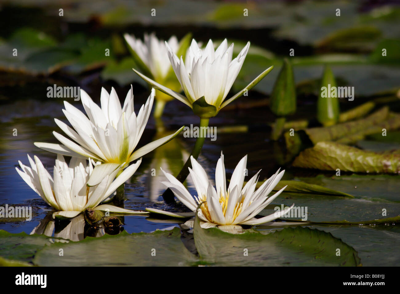Waterlilies (Nymphaea) and lily pads Stock Photo