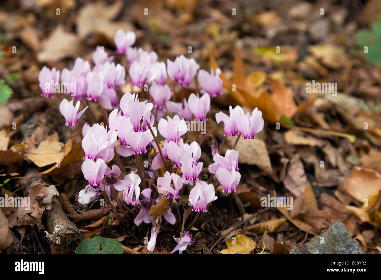 Persian Violets or Sowbread (Cyclamen persicum), Greece, Europe Stock Photo