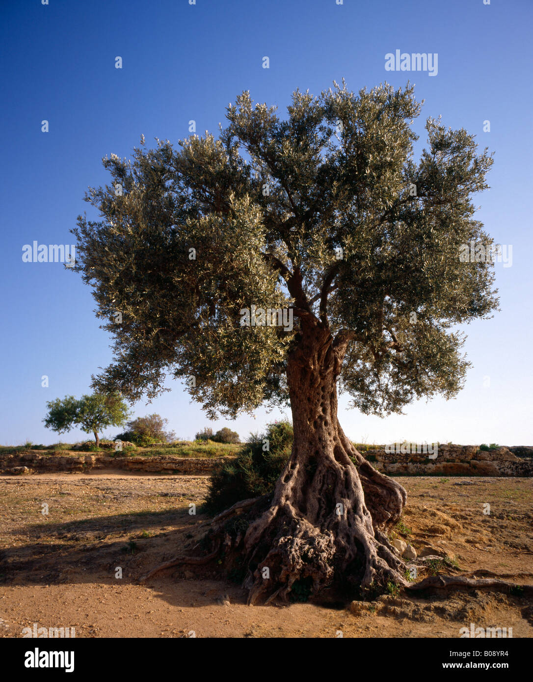 Old Olive tree Olea europaea Sicily. Stock Photo