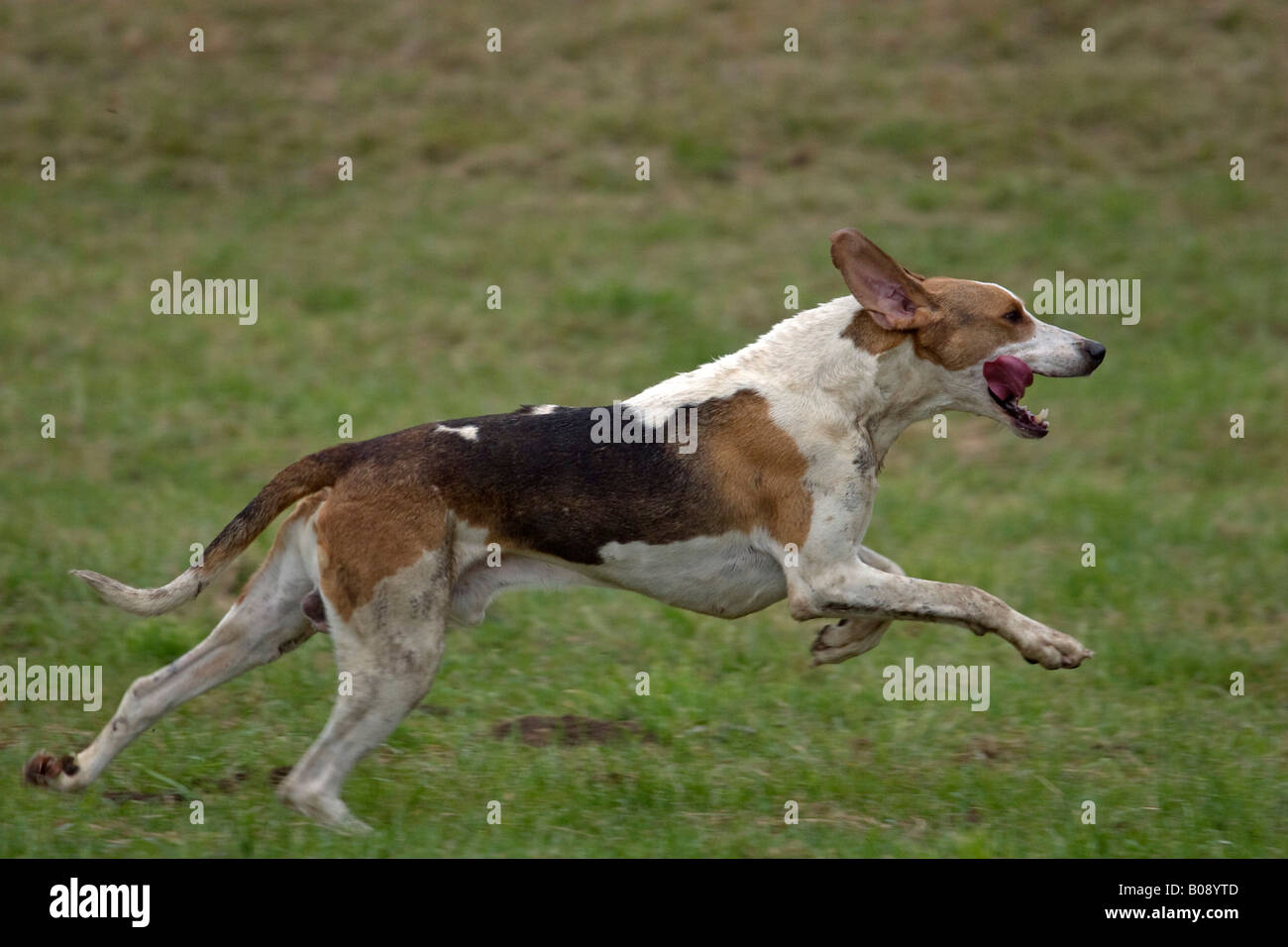 Grand Anglo Francais Tricolore Hound Hunting Dog Stock Photo Alamy