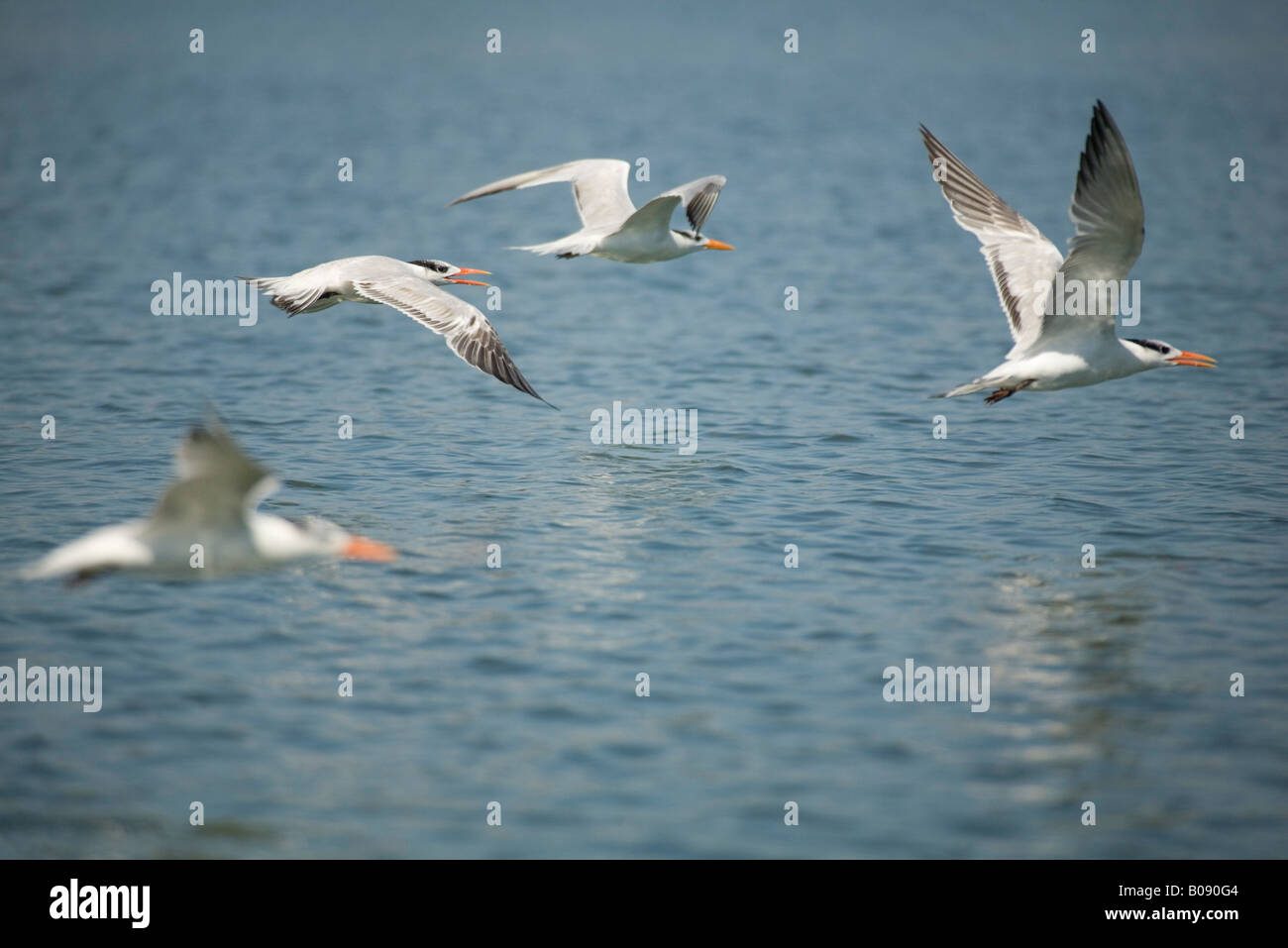 Interior Least Tern Stock Photos Interior Least Tern Stock