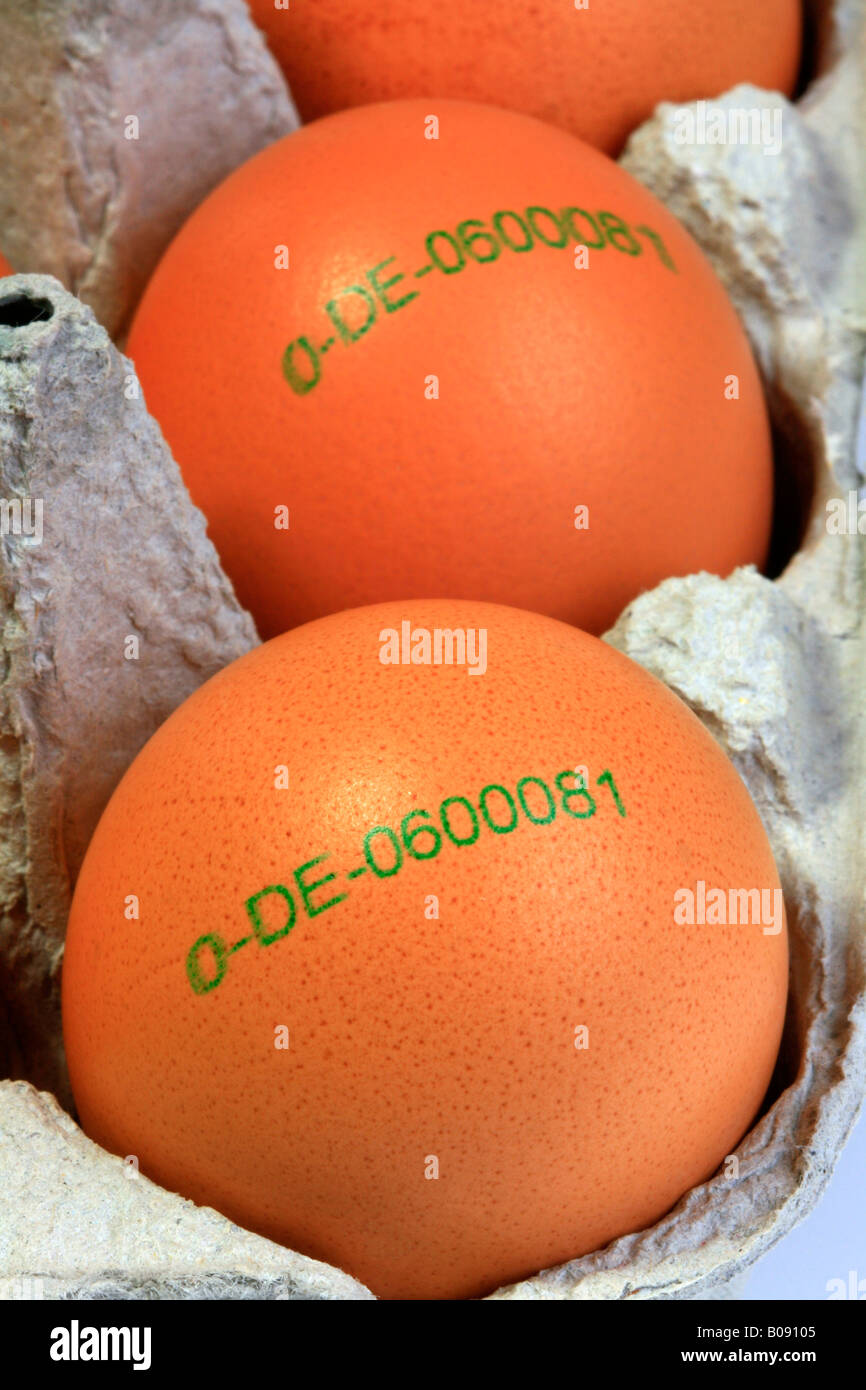 Organic brown eggs with stamp of origin in an egg carton, country of origin: Germany Stock Photo
