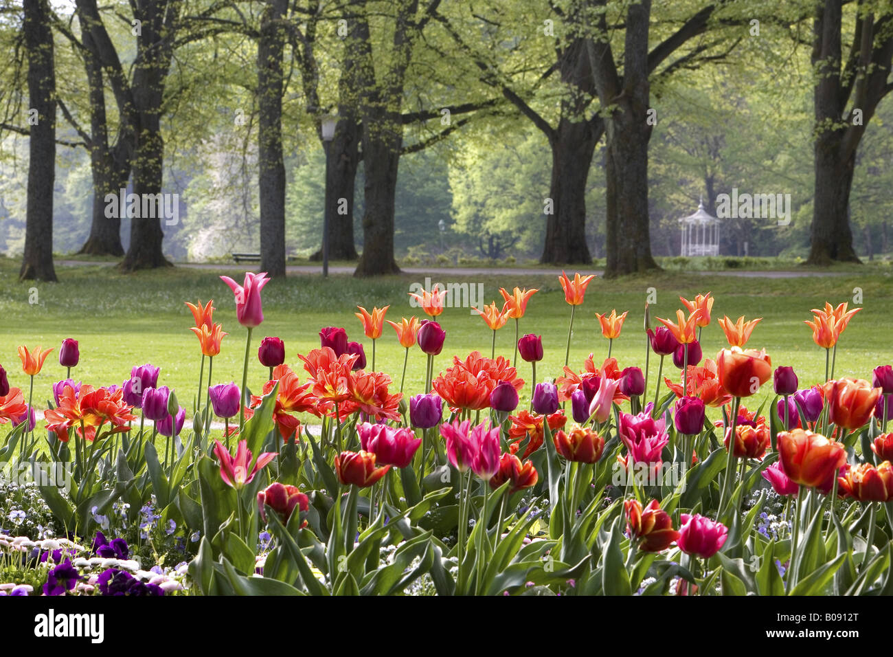Tulipa Shoots High Resolution Stock Photography and Images - Alamy