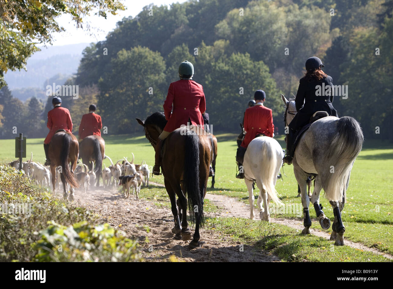 Fox Hunting race, riders and dogs, Germany, BadenBaden Stock Photo Alamy