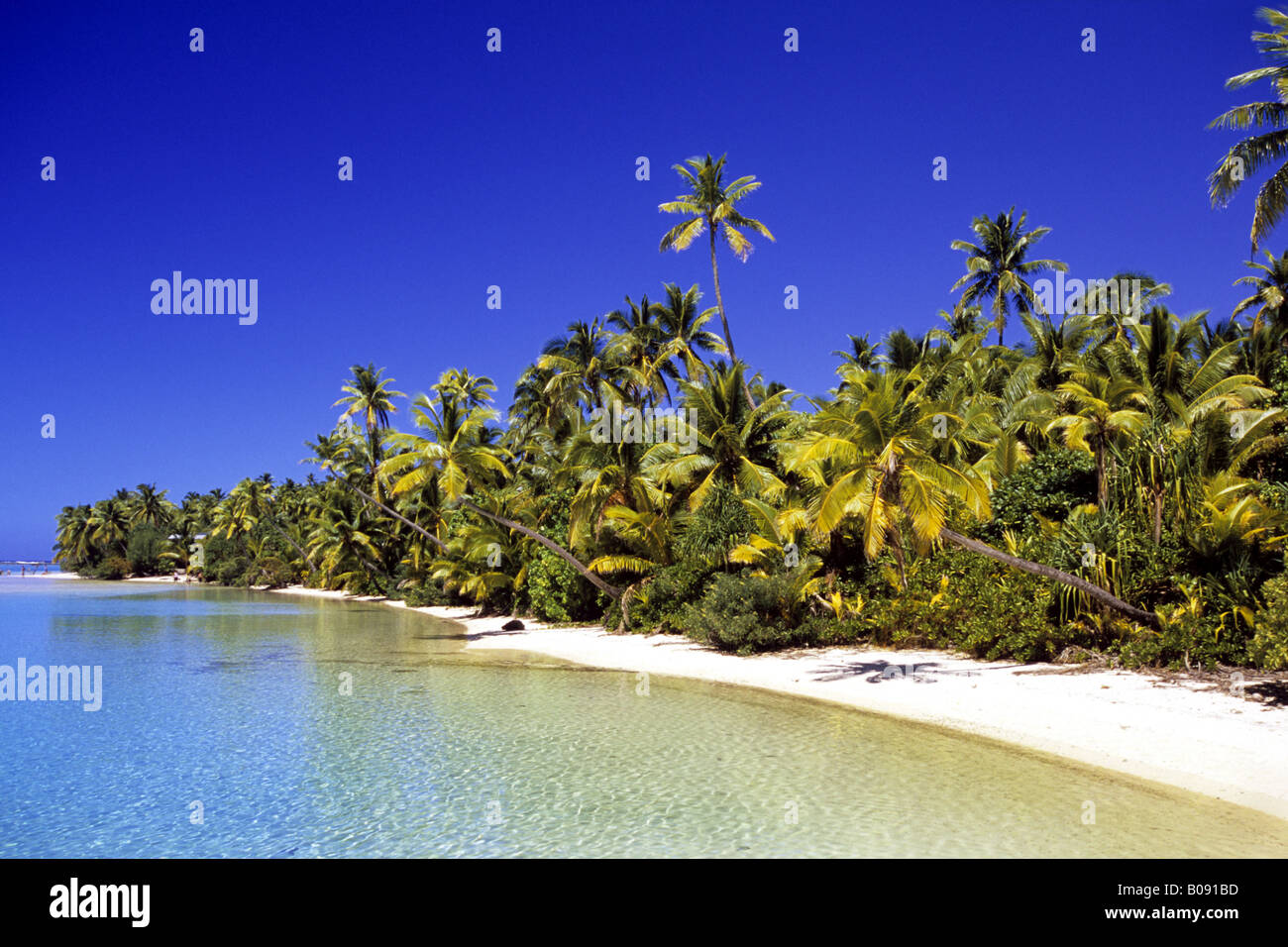 palm lined beach on Cook Islands, Cook Islands Stock Photo