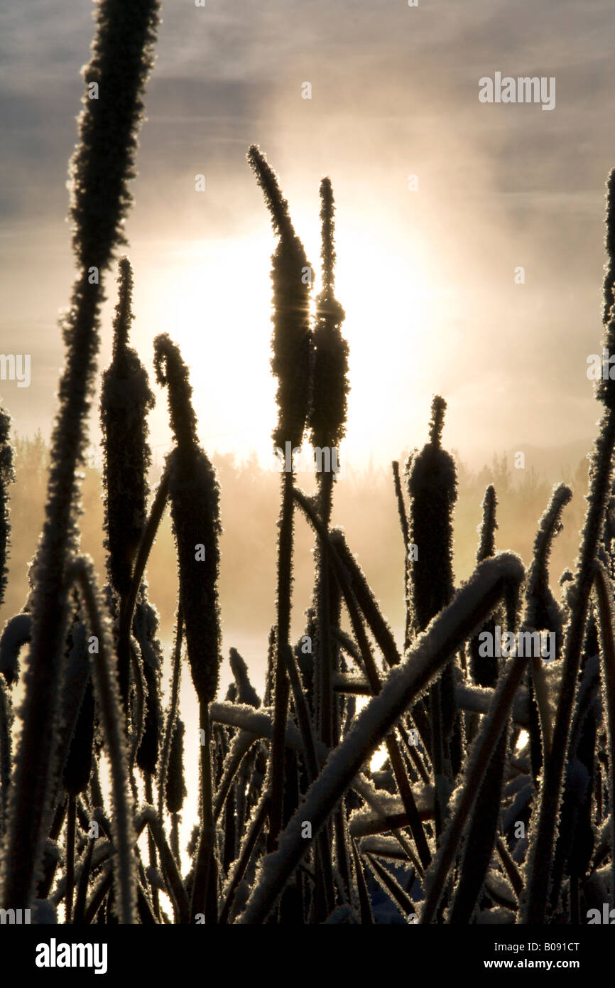 Cattails, bulrushes (Typha) covered with frost, sunlight, fog, Takhini Hot Springs, Yukon Territory, Canada Stock Photo