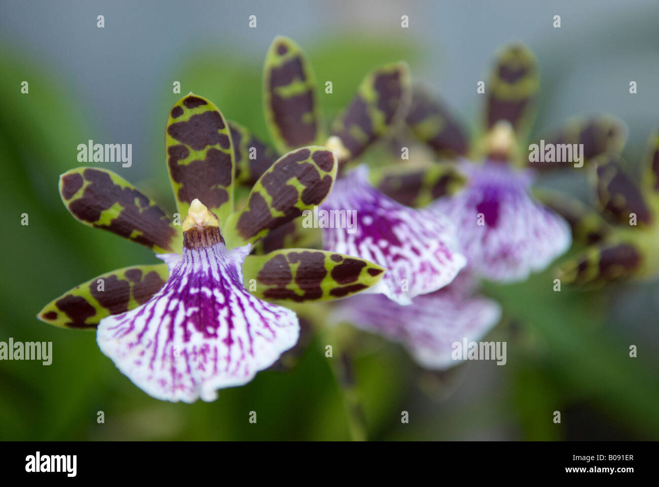 Zygopetalum Granite Island orchid family Orchidaceae Flower Stock Photo
