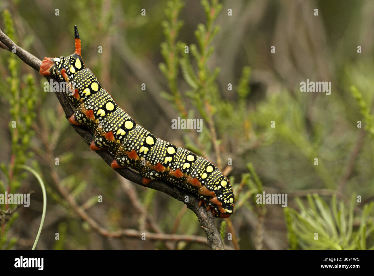 spurge hawkmoth (Hyles euphorbiae, Celerio euphorbiae), caterpillar on a twig, Germany, Brandenburg Stock Photo