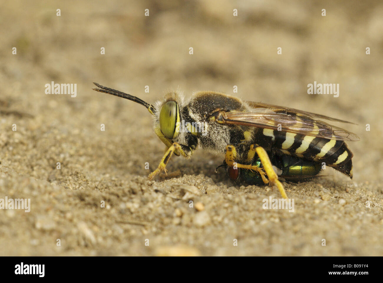 rostrate bembix wasp (Bembix rostrata, Epibembix rostrata), with fly as prey, Germany, Brandenburg Stock Photo