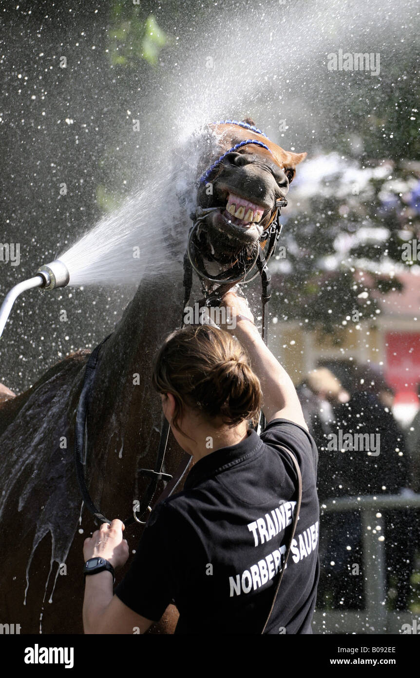 Horse racing, horse getting a shower, Germany Stock Photo Alamy