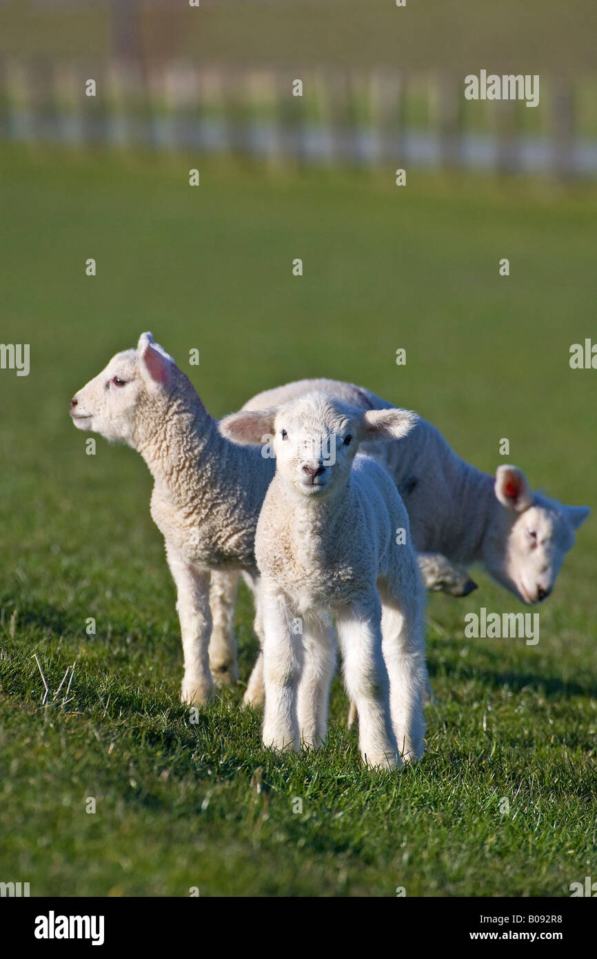 Three lambs (Ovis aries) on a North Sea dike, Dithmarschen, Schleswig-Holstein, Germany Stock Photo