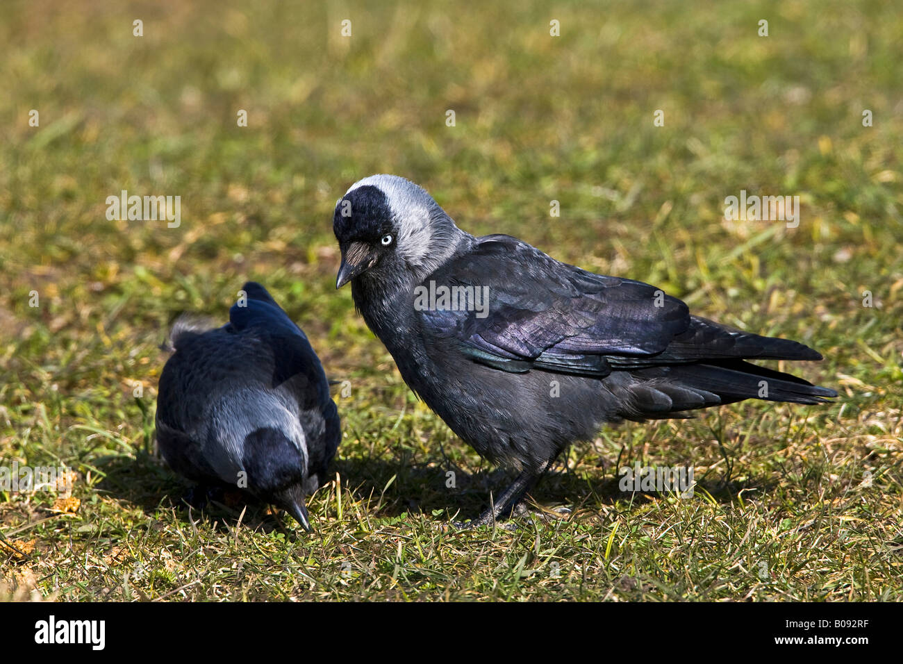 Pair of Eurasian Jackdaws (Corvus monedula), Nordfriesland, Schleswig-Holstein, Germany Stock Photo