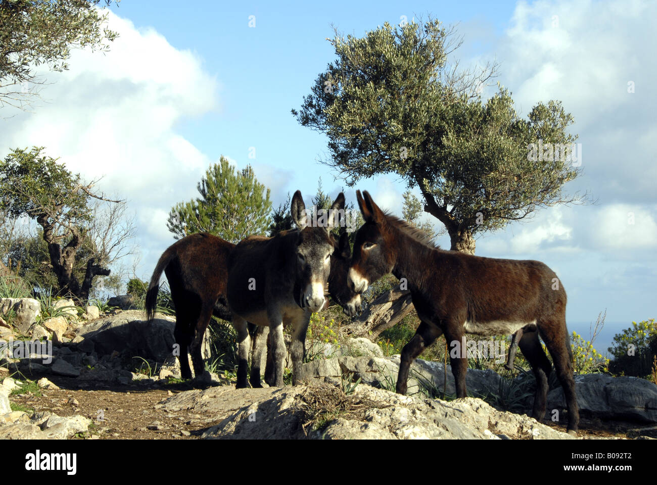domestic donkey (Equus asinus f. asinus), donkey and olive trees, Spain