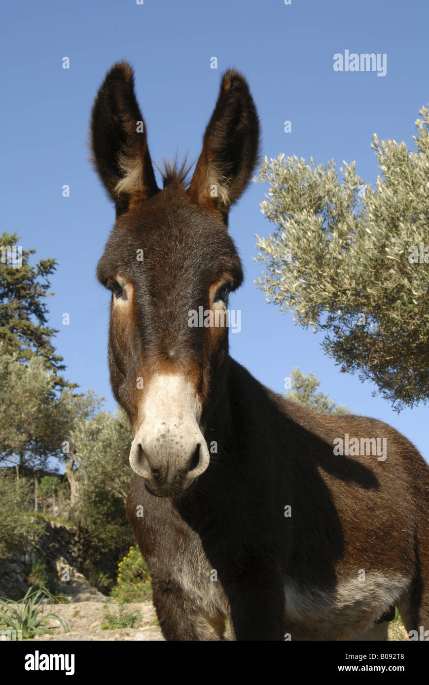 domestic donkey (Equus asinus f. asinus), portrait, Spain, Majorca Stock Photo