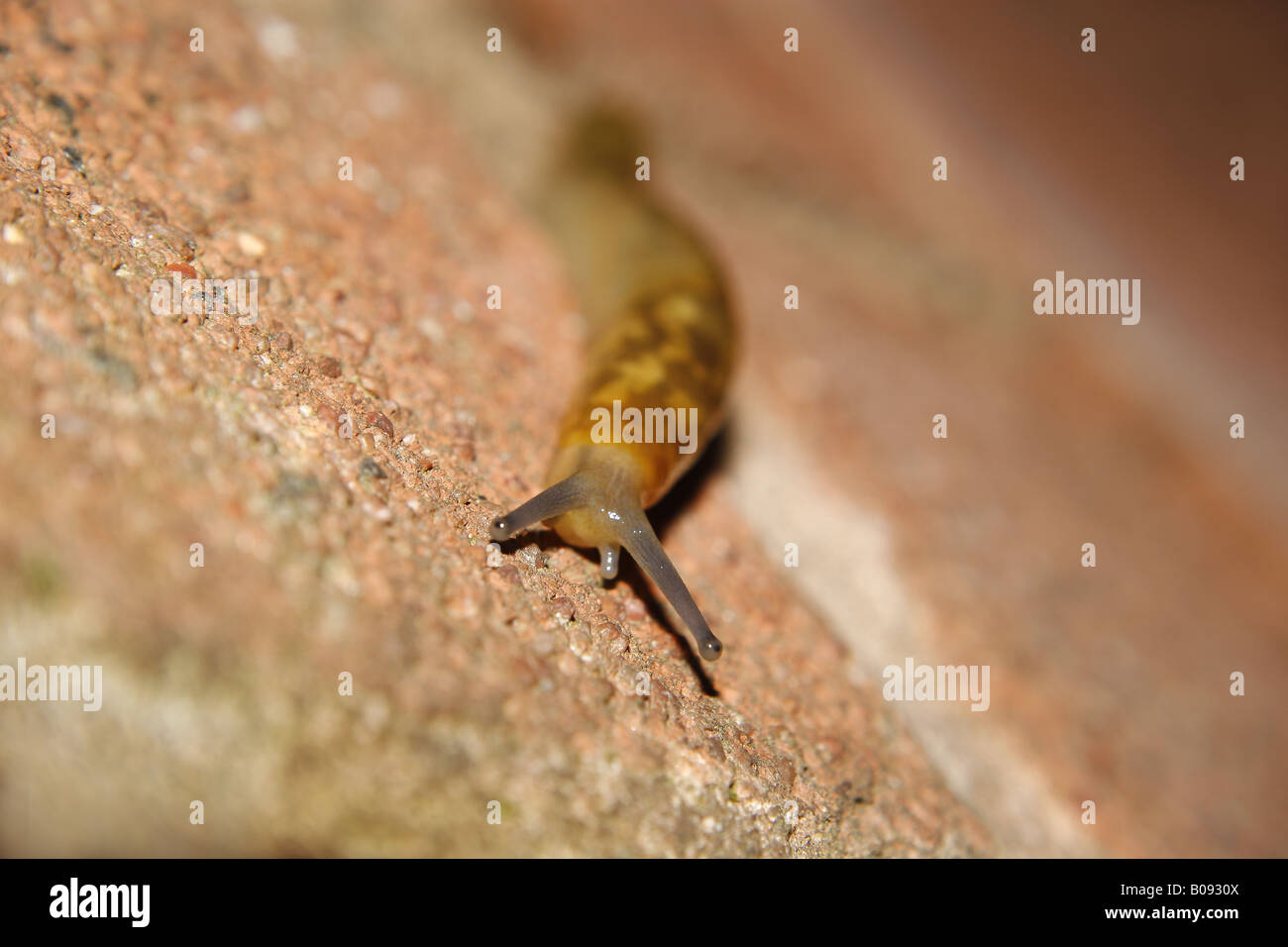 slug on wall Arion sp Stock Photo