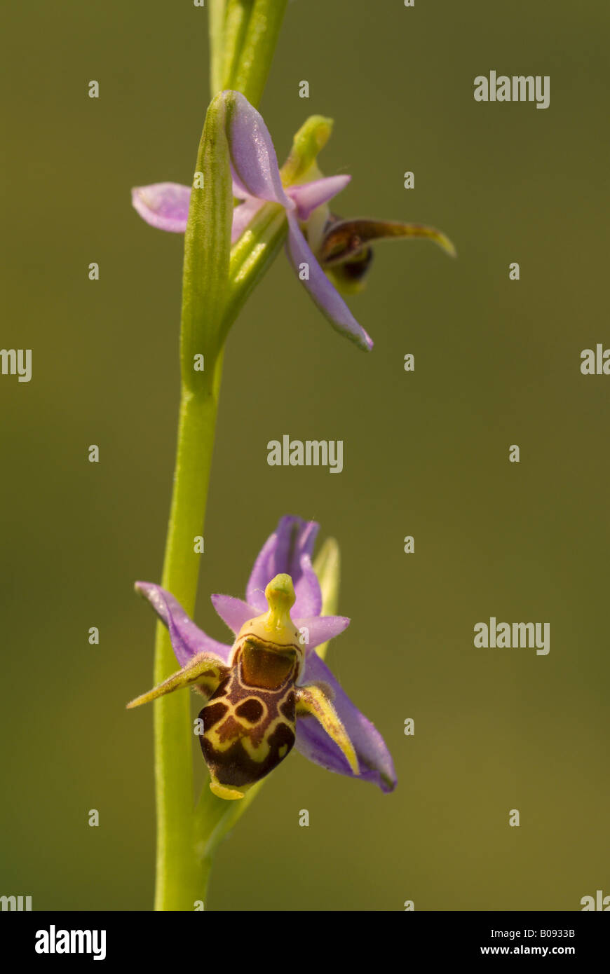gadfly ophrys (Ophrys oestrifera, Ophrys cornuta), blooming, Greece, Thessaly, Pinios-Delta, Stomio Stock Photo