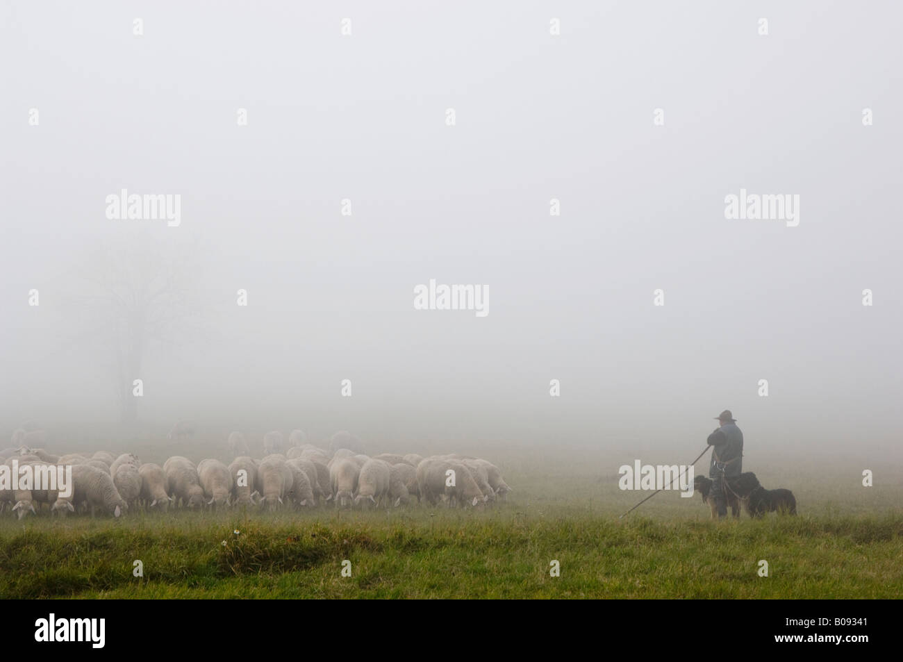 Shepherd with two sheepdogs watching a herd of sheep grazing in the mist, Rhoen, Hessen, Germany Stock Photo