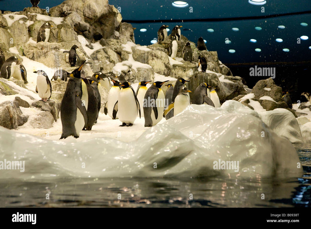 Emperor Penguins (Aptenodytes patagonicus) at the Planet Penguin Aquarium, Loro Parque, Tenerife, Canary Islands, Spain Stock Photo