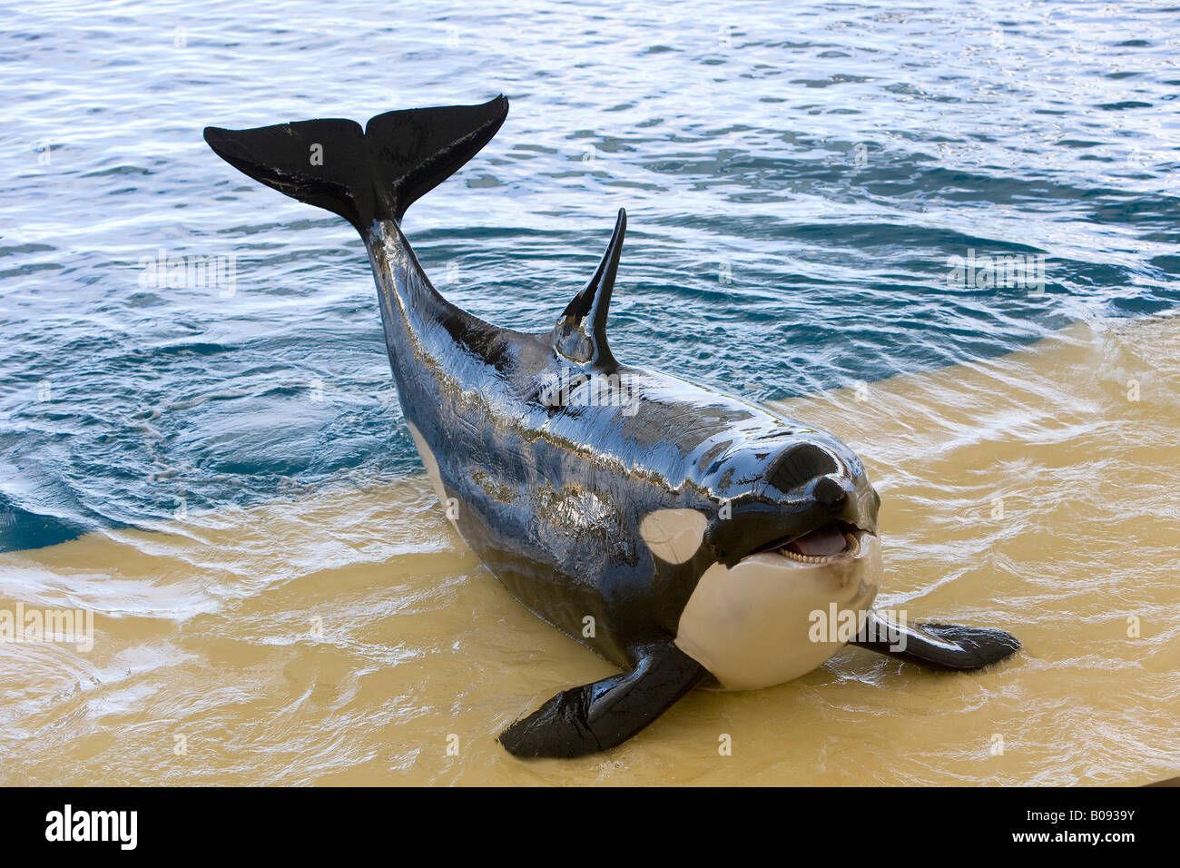 Killer Wale or Orca (Orcinus orca) at an aquarium show, Loro Parque