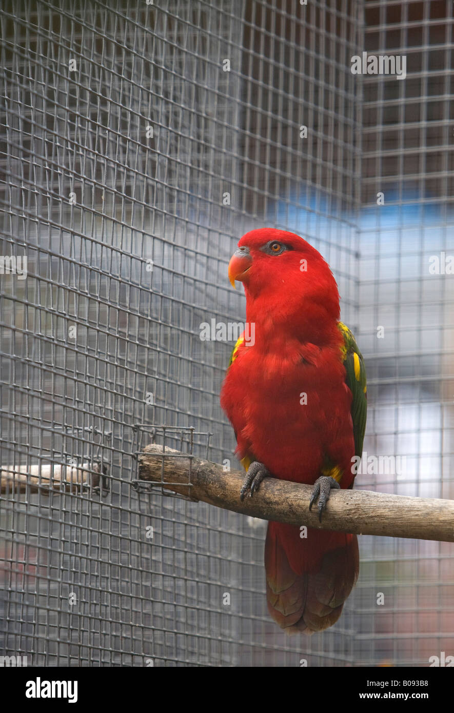 Chattering Lory (Lorius garrulus) parrot, Fundacion Loro Parque, Tenerife, Canary Islands, Spain Stock Photo