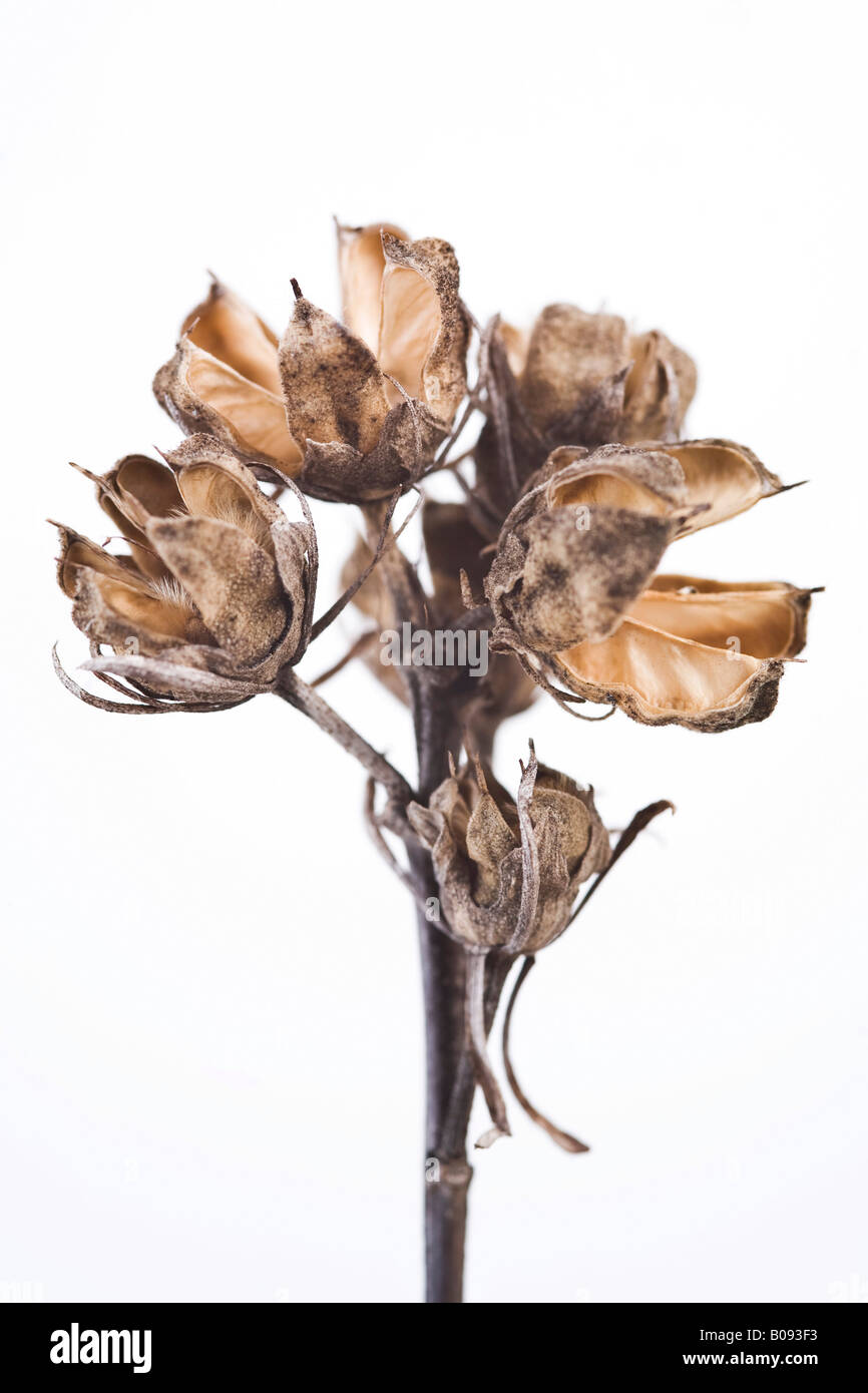 Wilted Lilac (Syringa) Stock Photo