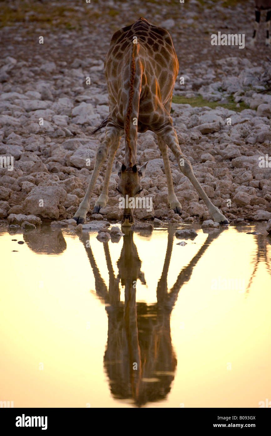 Giraffe (Giraffa camelopardalis) drinking from a waterhole at sunset, reflection, Okaukuejo, Etosha National Park, Namibia, Afr Stock Photo