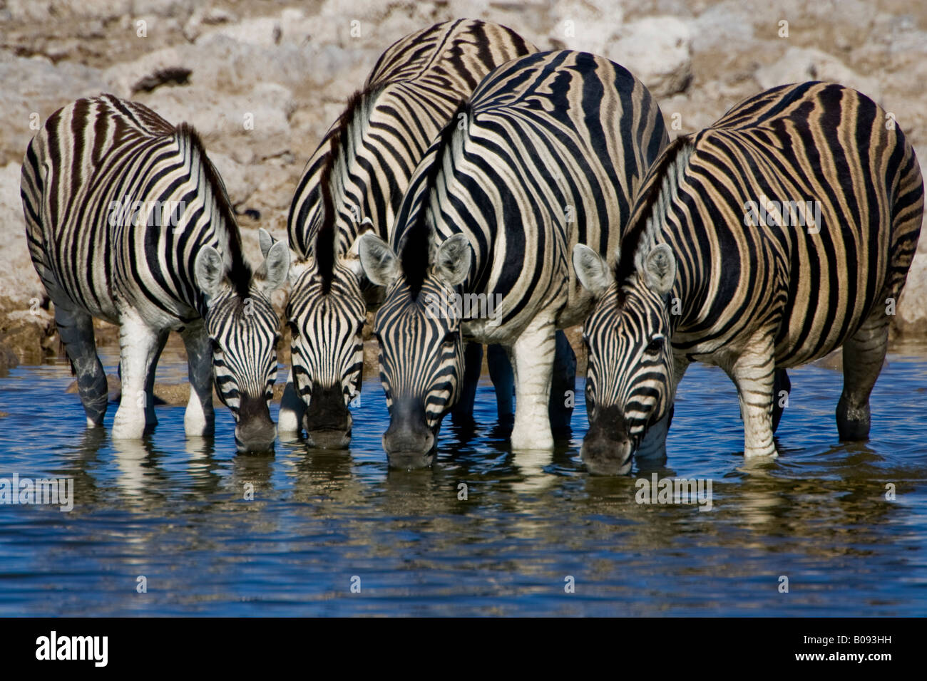 Zebras (Equus) drinking from a waterhole, Okaukuejo, Etosha National Park, Namibia, Africa Stock Photo