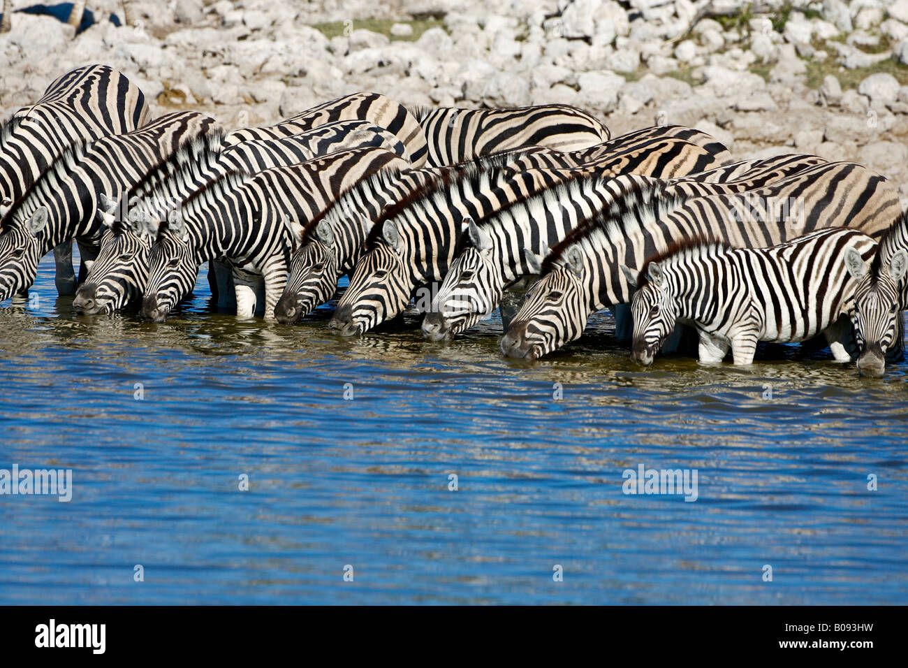 Zebras (Equus) drinking from a waterhole, Okaukuejo, Etosha National Park, Namibia, Africa Stock Photo