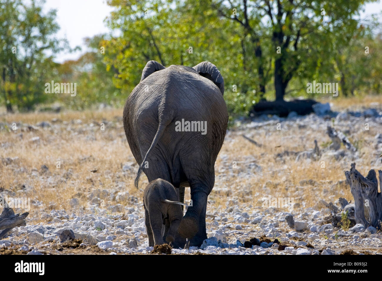 Elephants (Elephantidae), mother and calf from behind, wagging their tails Stock Photo