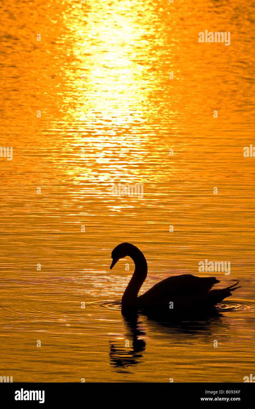 Mute Swan (Cygnus olor) at sunset Stock Photo