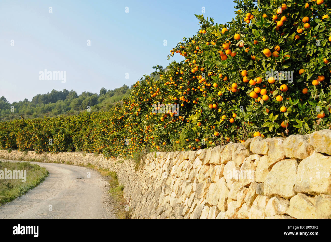 Street, stone wall, plantation, orange trees, Callosa d'en Sarria, Alicante, Costa Blanca, Spain Stock Photo