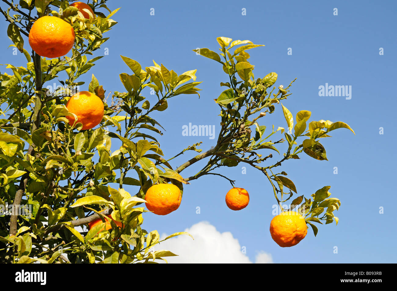Mandarins, mandarin oranges (Citrus reticulata) in a mandarin tree, La Nucia, Alicante, Costa Blanca, Spain Stock Photo