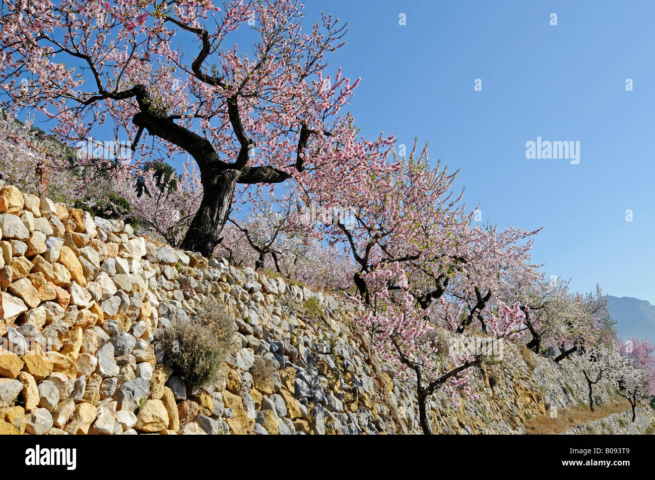 Row of blossoming almond trees (Prunus dulcis, Prunus amygdalus