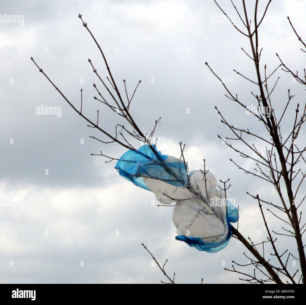 Wind-blown plastic bag trapped in trapped in a tree, Glasgow, Scotland,UK  Stock Photo - Alamy, image size:1300x1298