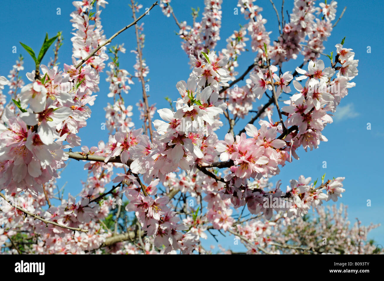 Blossoming Almond Tree (Prunus dulcis, Prunus amygdalus), Benirrama
