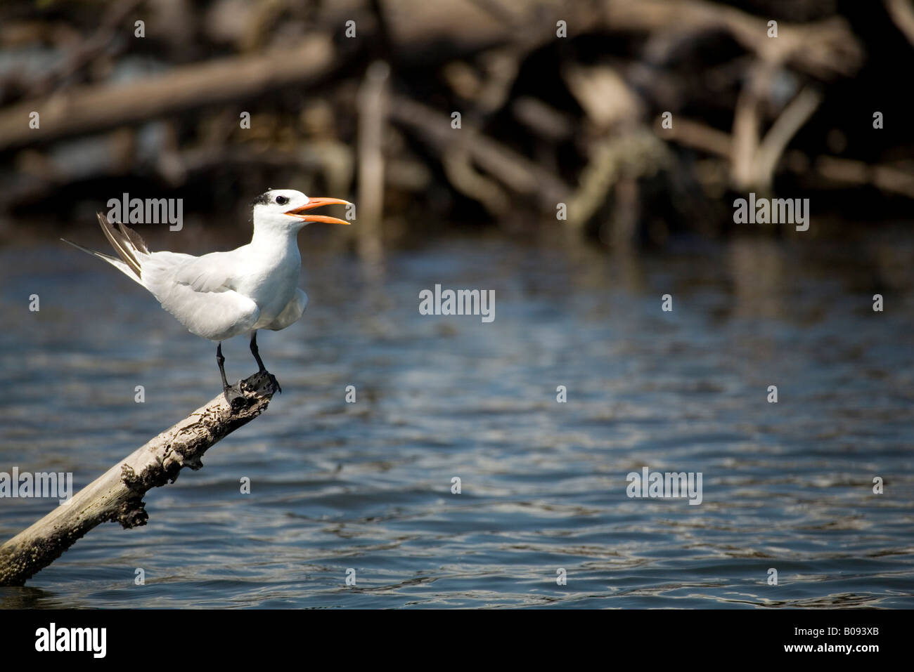 Interior Least Tern Sterna Antillarum On Log Over Monkey