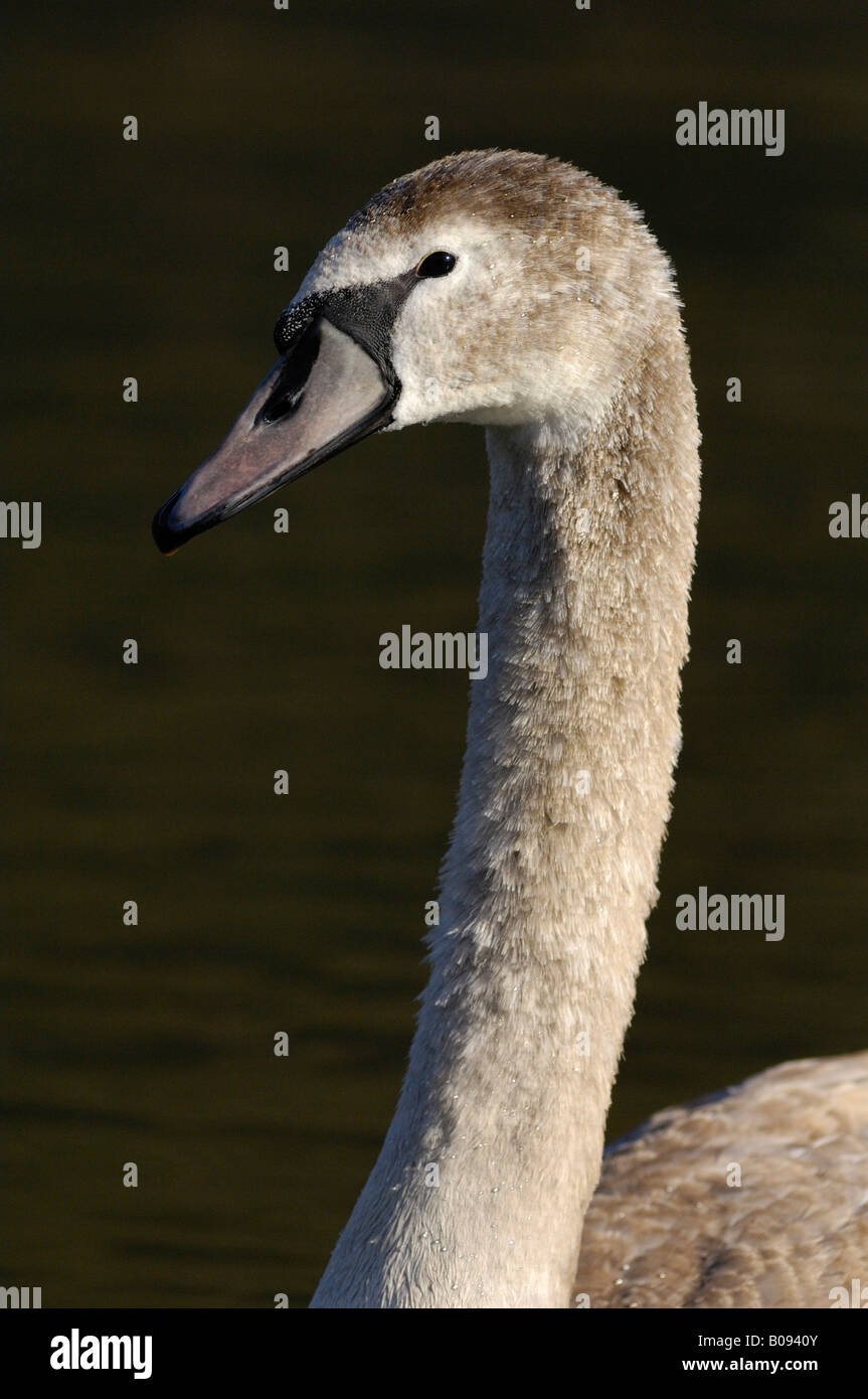 Mute Swan (Cygnus olor), cygnet Stock Photo