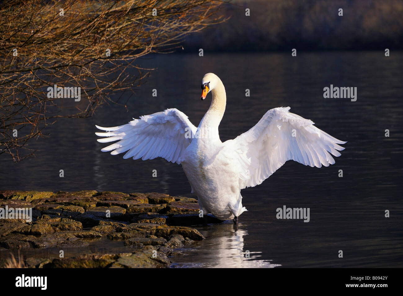 Mute Swan (Cygnus olor) flapping its wings Stock Photo