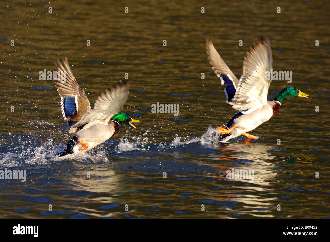 Mallard Ducks (Anas platyrhynchos) taking off from the water's surface Stock Photo