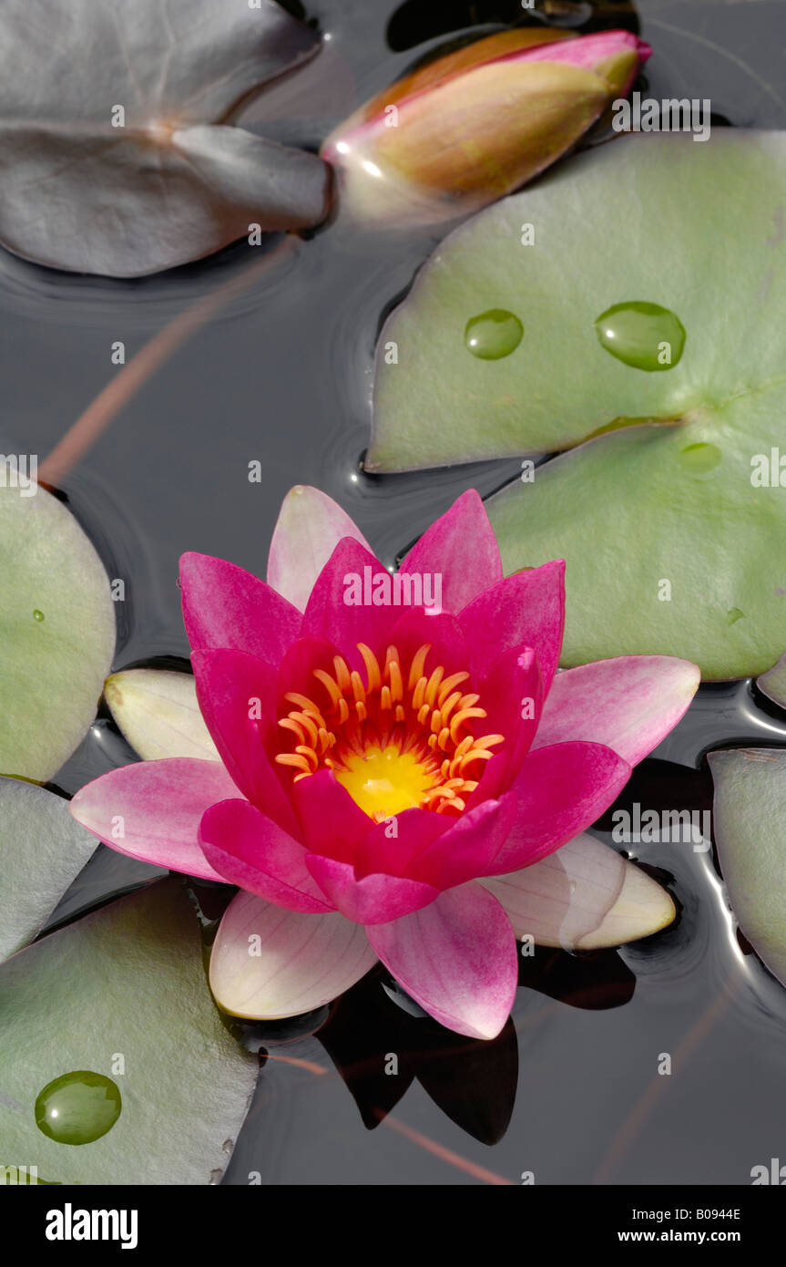 Waterlily (Nymphaea), blossom and pads Stock Photo