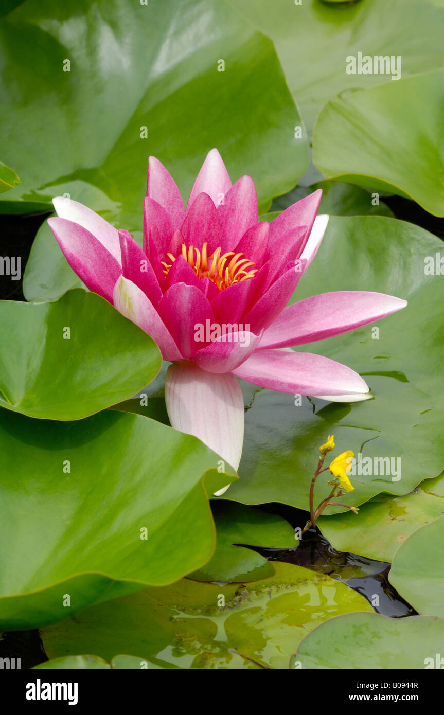 Waterlily (Nymphaea), blossom and pads Stock Photo