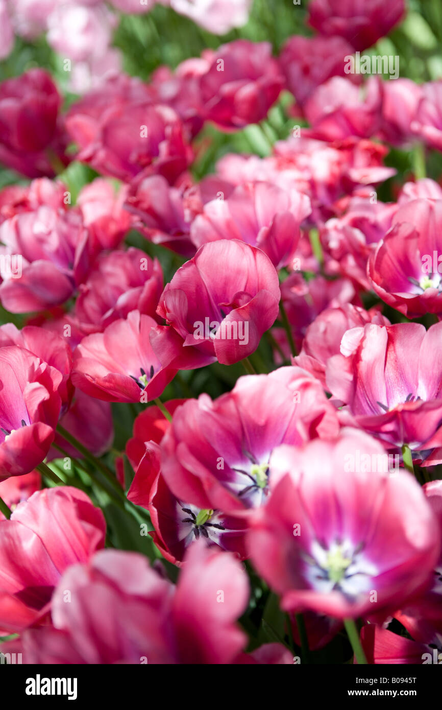 Tulips keukenhof gardens holland Stock Photo - Alamy