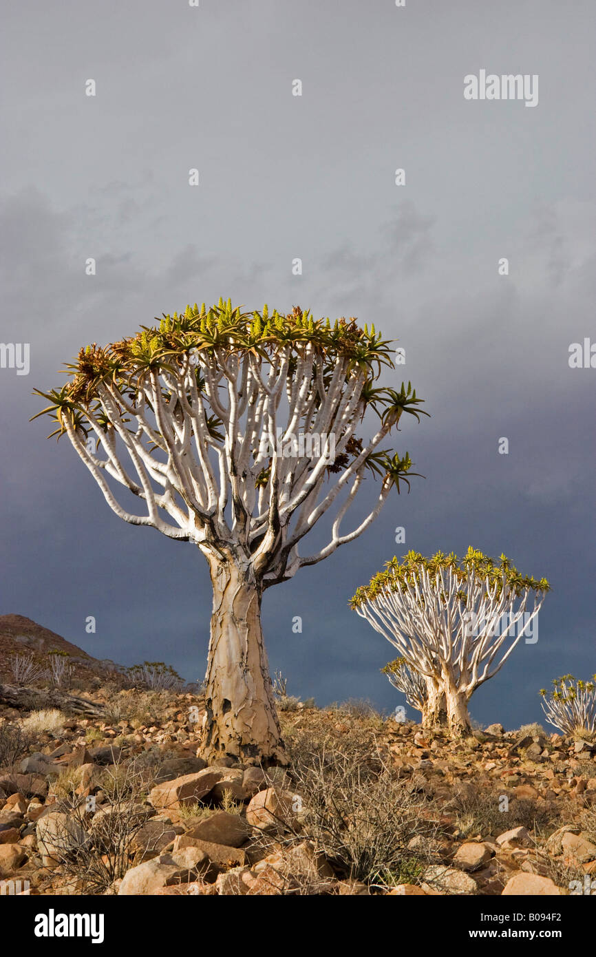 Two Quiver Trees or Kokerboom (Aloe dichotoma) growing from rock strewn slopes of the Tiras Mountains in Namibia, Africa Stock Photo
