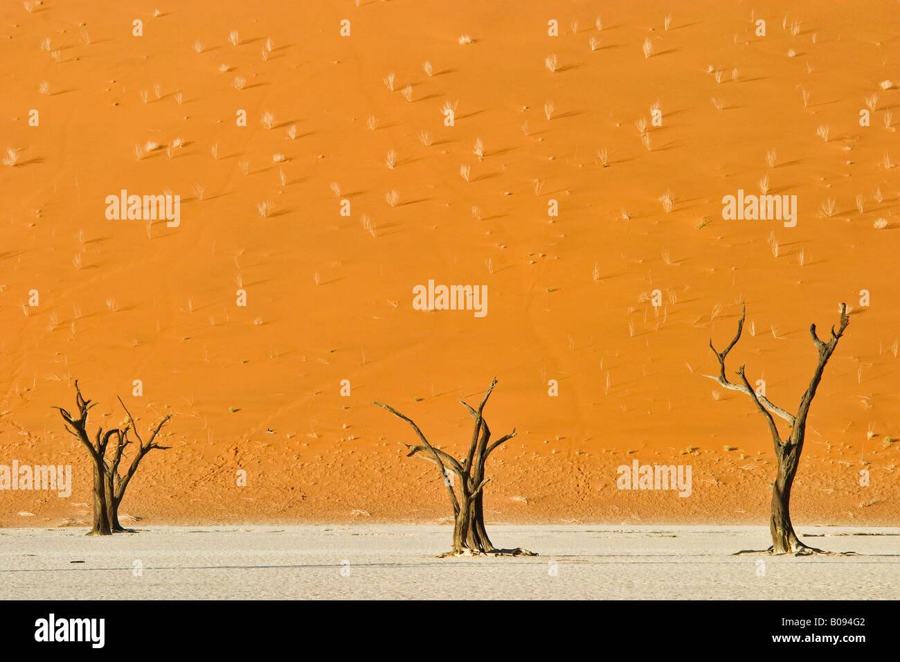 Dead trees in Deadvlei still reaching from dry white clay pan before rising orange desert sand dunes, Sossusvlei, Namib Desert, Stock Photo